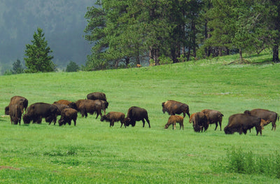 Calling all Bison Producers, We want to promote your ranch!