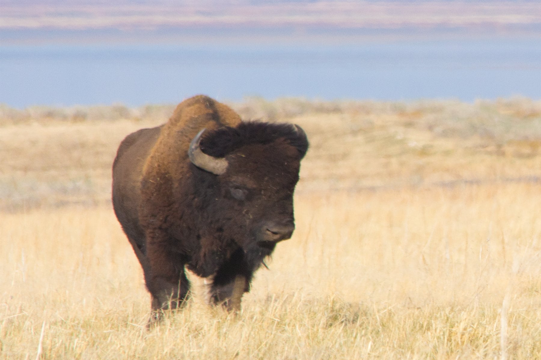 Bison Fiber Not What You Would Expect: A Brief History of Bison Fiber and The Buff ...
