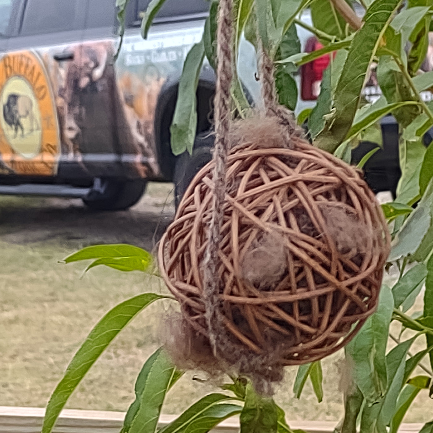 Bison Nesting Fiber for Birds