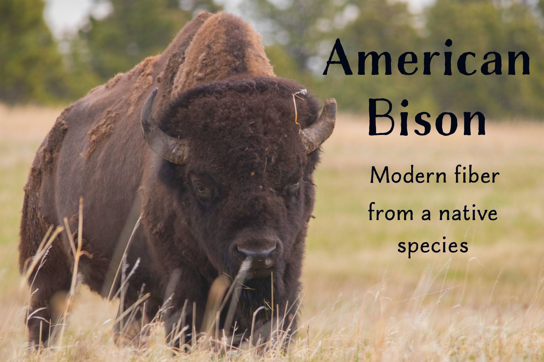 Bison Fiber Purveyors of American Plains Bison Fiber Apparel – The Buffalo Wool Co.