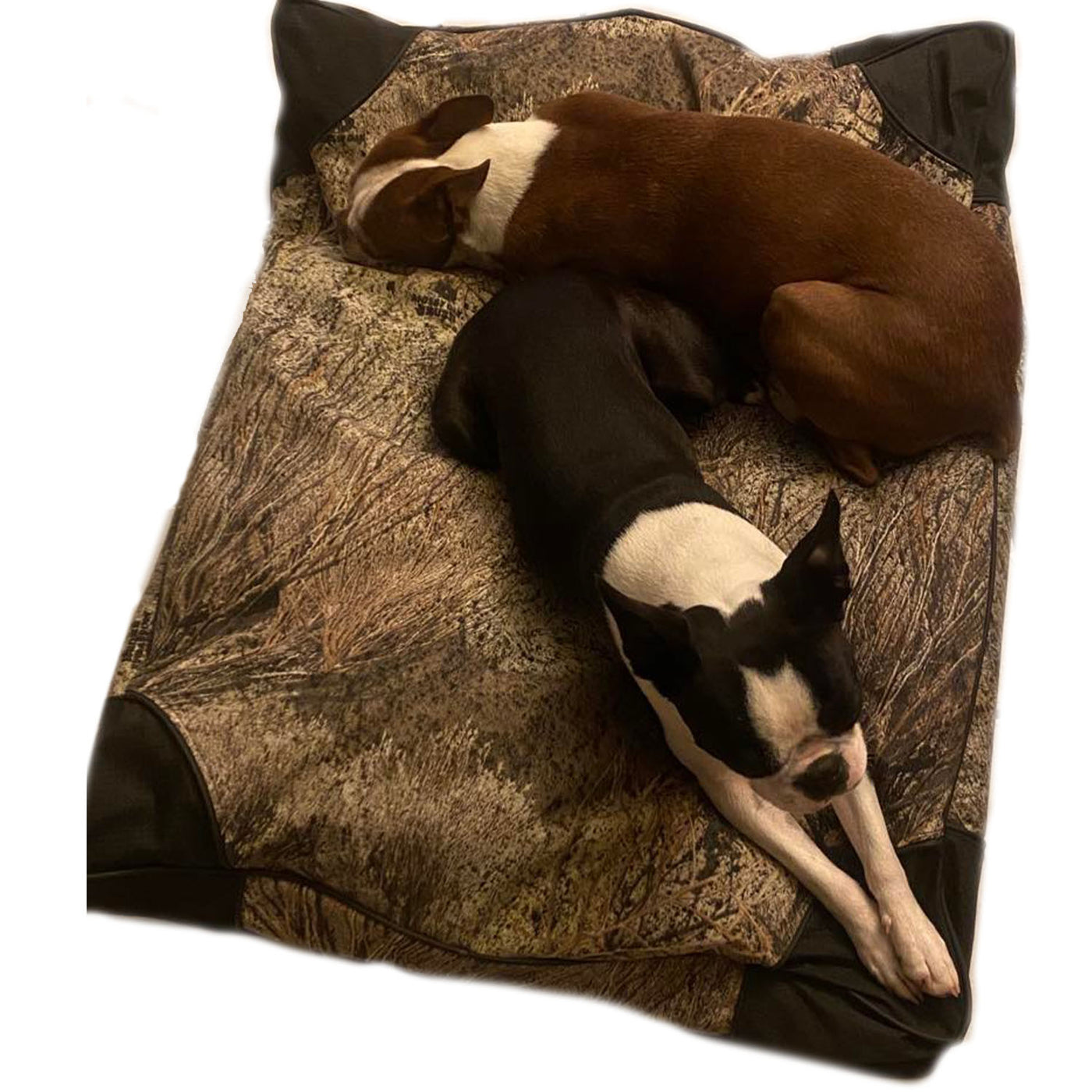 Dog bed with two small dogs